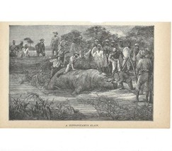 Hippo Hunt In Africa 1889 Victorian Print Henry Stanley 1st Edition DWV1B - £31.45 GBP