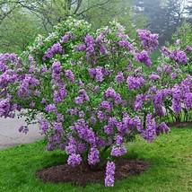 25 Lilac Sunday Lilac Seeds Tree Fragrant Flowers Perennial Seed Flower - £7.93 GBP