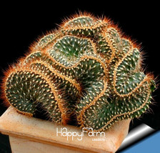 10pcs Perennial Mini Cactus Cylindropuntia fulgida forma cristata Rare Plant. !  - £16.04 GBP