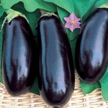 Fast Ship USA Seller Black Beauty Eggplant Gardening - $17.04