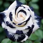 Black &amp; White Rose Seeds Non GMO Heirloom Garden 20pcs  - $11.00