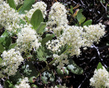 White Snowbrush Ceanothus Velutinus Mountain Balm Buckbrush 20 Seeds - $4.50