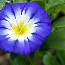 New Fresh Seeds Convolvulus Tricolor Minor Ensign Mix Seed Fast Ship - $9.98