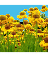 MX Helenium Autumnale Autumn Sneezeweed Flower Seeds Eye Catching Appear... - $469.42 MXN