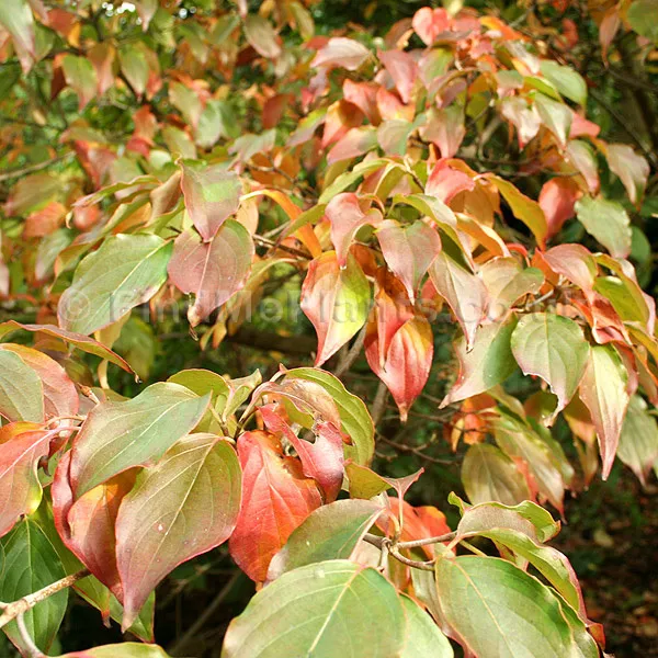 40 Chinese Sweet Pepperbush Seeds Clethra Monostachya Fresh Garden - £7.51 GBP