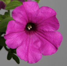 25 Pc Seeds Shock Wave Purple Petunia Explorer Pelleted Seeds for Planting | RK - $27.30