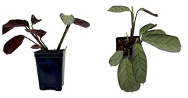 2.5&quot; Pot - Never Never Peacock Plant - Ctenanthe burle-marxii &#39;Amagris&#39;  - £21.32 GBP