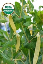 25 Organic Golden Sweet Pole Pea Seeds Yummy Beautiful Tasty Fresh Seeds... - £12.11 GBP