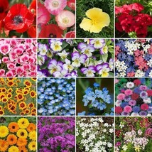 Wildflower Mix Shorty Low Grow Short Flowers Heirloom Non-GMO 500+ Seeds! - £6.00 GBP