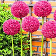 100 Seeds Allium Giganteum Allium Flower Plants Flower Plantas Balcony Potted Fl - £8.24 GBP