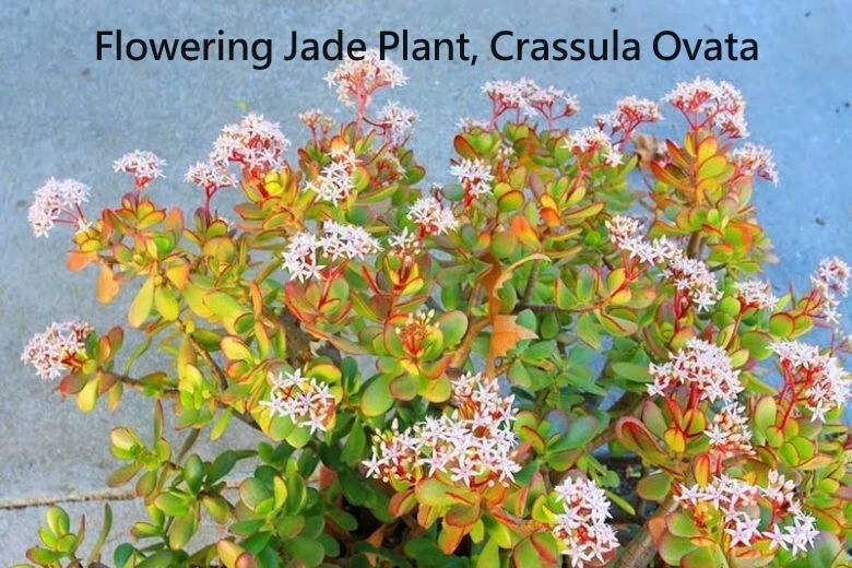 Crassula Ovata, Jade Plant, this is for 2 Cuttings, 5&quot; in length. USDA 1... - $25.37