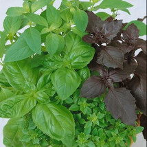 Basil Culinary Blend Mixed Seeds Kitchen Garden Herbs Cooking Non-Gmo 20... - £7.79 GBP