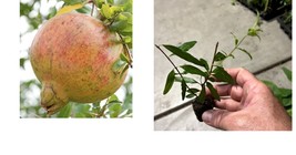 2 TC Plant Plugs Azadi Pomegranate (Punica sp.) LOWEST PRICE - £31.89 GBP
