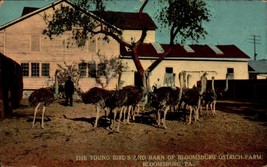 Vintage POSTCARD-BLOOMBURG Ostrich Farm&#39;s Young Birds &amp; Barn, Bloomburg, Pa BK66 - £4.28 GBP