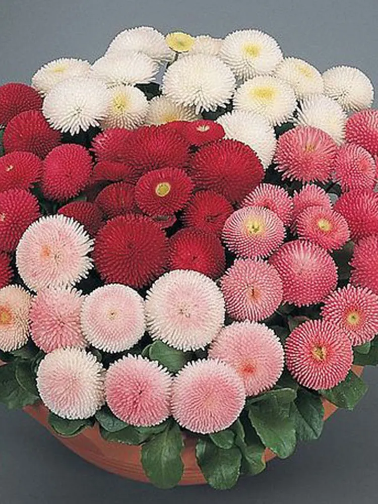 200 Bellis Perennis Seeds Mixed easy-care flowers attract wildlife - $11.99