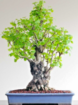 BONSAI-GINKGO BILOBA rare yellow flowering tree china exotic plant seed 12 seeds - £7.87 GBP