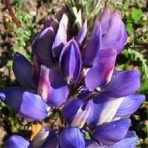 40 Violet Blue Texas Bluebonnet Lupinus Lupine Arroyo Succulent Re-Seeding Annua - £12.35 GBP