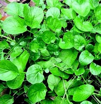 Cress Upland 500 Seeds Vegetable Garden Microgreen Fresh Garden Fast Shi... - $3.98
