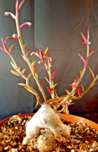 RARE Monadenium rubellum caudex  bonsai cactus seed 10 seeds - £7.13 GBP