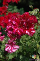 25 Precision Red Ice Ivy Leaf Geranium Seeds Non-GMO, Heirloom, Fast Shipping - $8.96