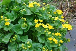 Caltha Palustris Marsh Marigold - Aquatic - Seeds Grown In Usa Gardening - $17.98