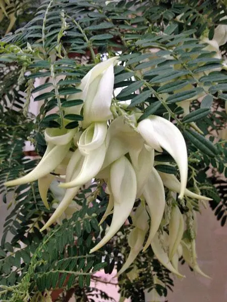 Clianthus Puniceus Alba White Kaka Beak White Heron Lobster Claw 5 Seeds Fresh G - £19.22 GBP