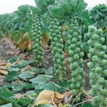 SML 1000 Seeds Organic Long Island Improved Brussels Sprout Seeds Bulk S... - $12.69