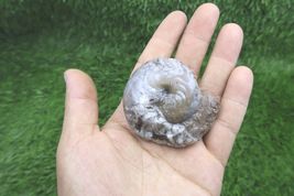 Authentic Devonian Maenoceras Goniatite Ammonite Fossil – Morocco Specimen - $18.81