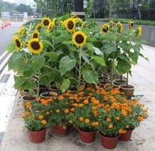 USA Incredible Dwarf Sunflower Helianthus Annuus 1 30 Seeds - £8.78 GBP