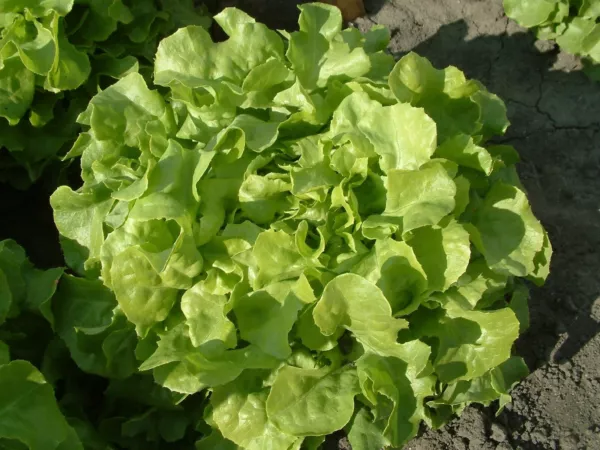 Fresh Oak Leaf Lettuce Seeds Packet Organic 600 Seeds 1 G Green Salad Bowl - $10.25