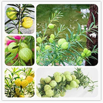 NEW 10  pcs/Lot Asclepias Physocarpa Bonsai Balloon Flower Gomphocarpus Fruticos - $8.49