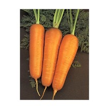 Premier Seeds Direct ORG205 Carrot Chantenay Red Core Organic Seeds (Pac... - $7.00
