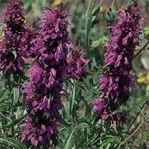 LimaJa Monarda Citriodora Bee Balm 50 Seeds, LimoJaya Best SALE - £2.39 GBP