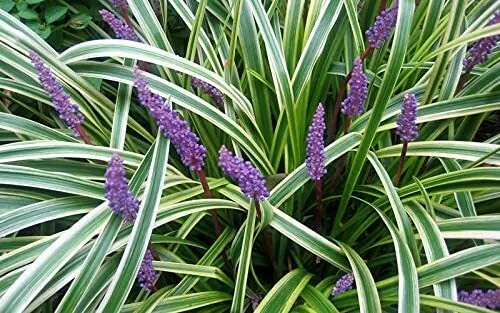Variegated Liriope Silvery Sunproof Large Plant Drought Tolerant - £31.99 GBP