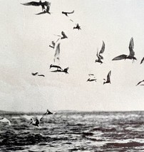 Arctic Terns Breeding Colony Maine Atlantic 1936 Bird Print Nature DWU13 - £15.97 GBP
