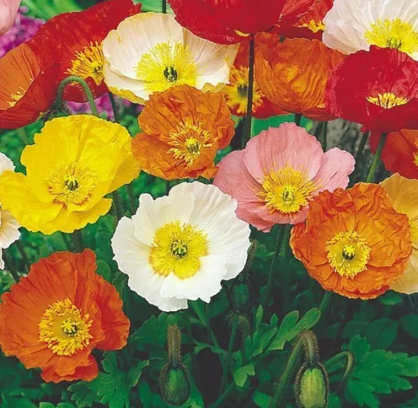 Iceland Poppy Mix Seeds 1000+ Perennial Flower Orange Yellow White Fresh Garden - £5.34 GBP