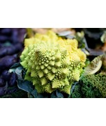 1000 Romanesco Broccoli Seeds - $10.98
