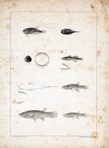 9559.Decoration Poster.Room Wall art.Home decor.Fishing.Fish book illustration - £13.73 GBP+