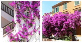 Purple Bougainvillea Vine Starter Plant Gardening - £27.79 GBP