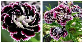 50 seeds Dianthus- Heddewigii Seeds Fresh Garden Seeds - £17.57 GBP