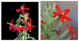 Royal RED Catchfly Hummingbird &amp; Native Flower Seeds 600 Seeds  - £21.96 GBP