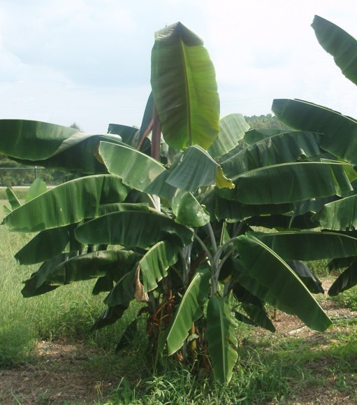 Musa Thomsonii Rare Hardy Banana Exotic 5 seeds USA Fast Shipping - $14.98