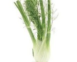 Simple Pack  seed Fennel Herb Fennel Romanesco / Fennel herb (650) - $7.92