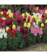 Fresh 1000 Sonnet Mix Snapdragon Seeds for Garden - €9,41 EUR