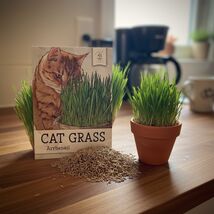 Cat Grass Seeds Oat (Arrhenatherum elatius) Non-GMO Heirloom for Indoor ... - $139.84 MXN