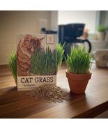 Cat Grass Seeds Oat (Arrhenatherum elatius) Non-GMO Heirloom for Indoor ... - $139.84 MXN