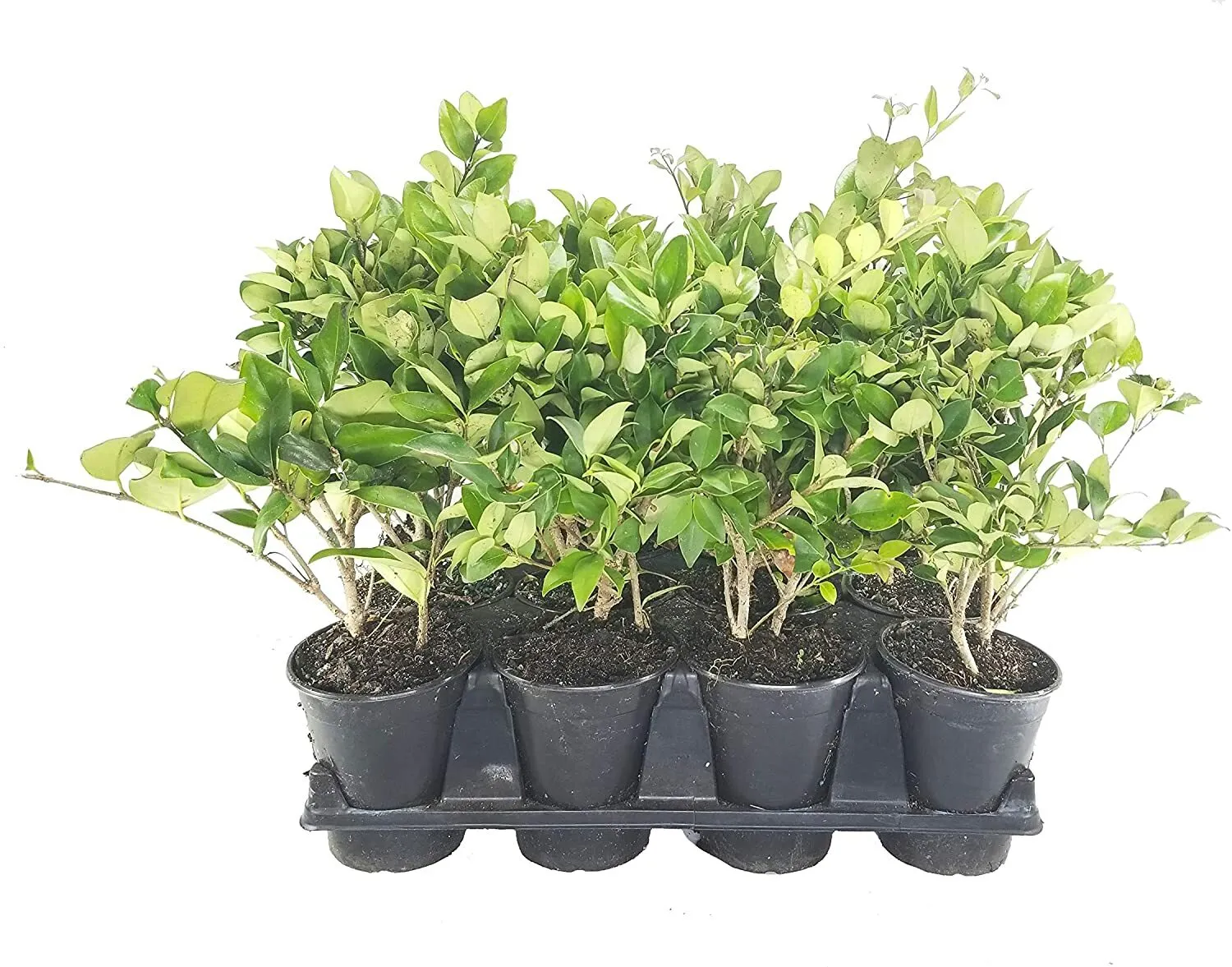 Ligustrum Waxleaf Privet Live Quart Size Plants Blooming Privacy - £53.46 GBP