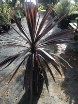 30” Tall Red Sensation Hawaiian Ti Plant - Cordyline Easy to Grow House Plant - £69.62 GBP