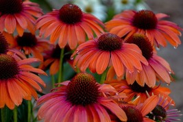 Grow In US 50 Orange You Awesome Coneflower Seeds Echinacea Perennial Flowers Fl - £8.98 GBP