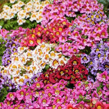 USA Non GMO 200 Seeds Butterfly Flower Angel Wings Schizanthus Mix Poor Man&#39;S Or - £7.11 GBP